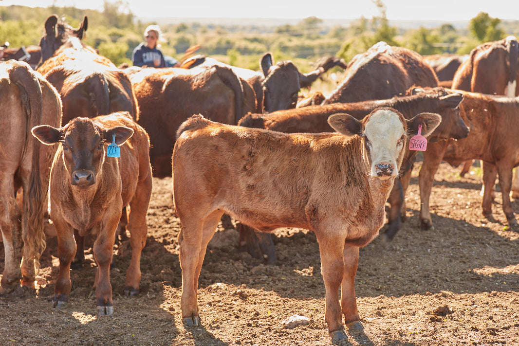 Calving Season Begins!