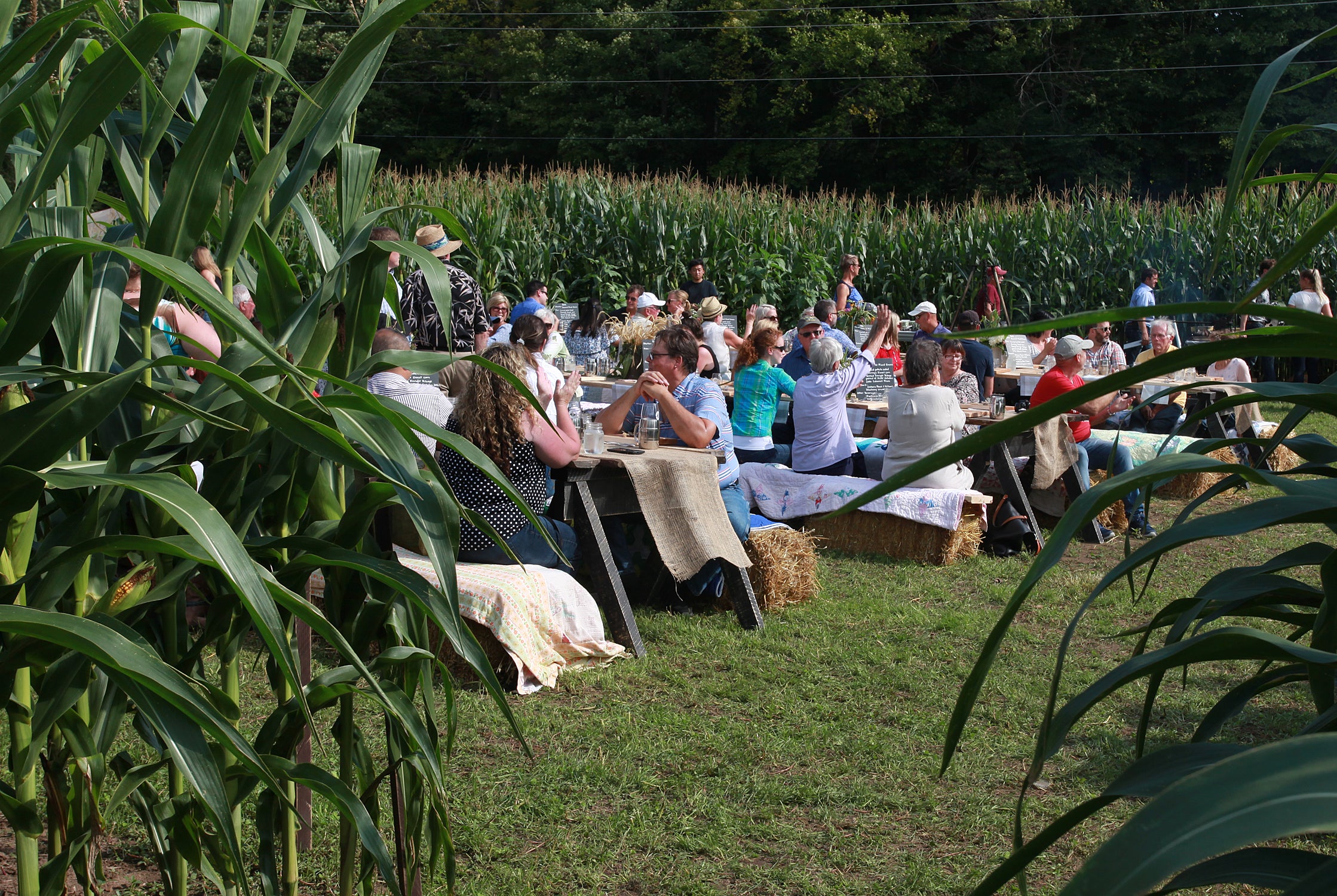 Dinner in a crop circle